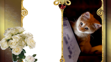 romantic cute cat love photo frame 390x220 - romantic cute cat love photo frame
