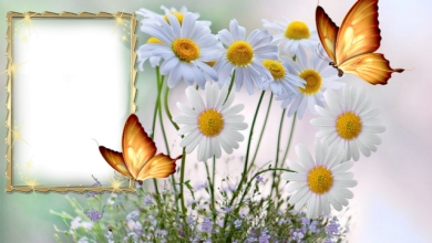 mariposas romanticas luminosas son un marco de fotos muy hermoso 390x220 - mariposas románticas luminosas son un marco de fotos muy hermoso